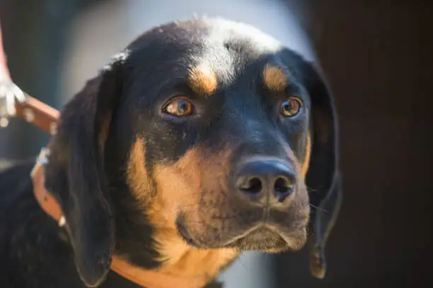 Happy rescue and adopted black dog.Puppy eyes