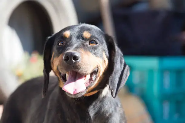 Happy rescue and adopted black dog.Puppy eyes