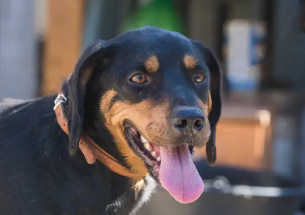 Happy rescue and adopted black dog.Puppy eyes