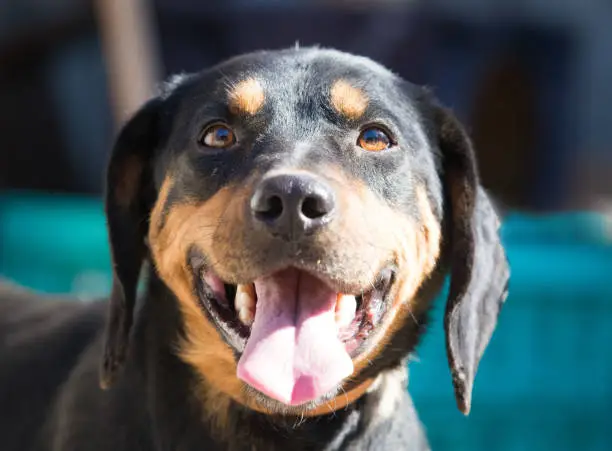 Happy rescue and adopted black dog.Puppy eyes