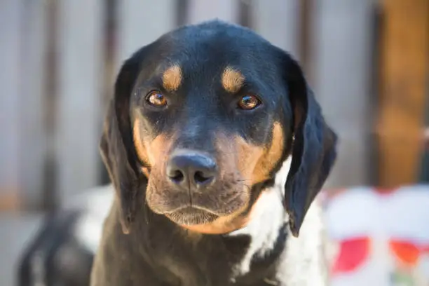 Happy rescue and adopted black dog.Puppy eyes