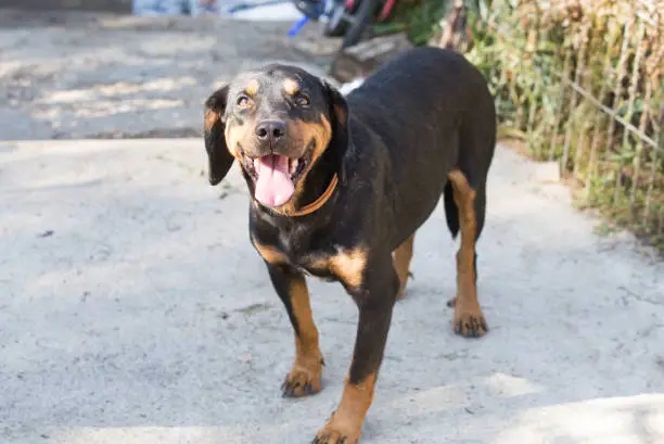 Happy rescue and adopted black dog.Puppy eyes