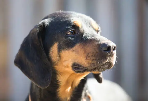 Happy rescue and adopted black dog.Puppy eyes