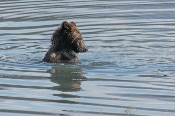 ours brun côtier d'alaska mignon se refermer la natation avec juste la tête et les épaules au-dessus de l'eau le long du rivage de la rivière turquoise. - wading alaska usa fur photos et images de collection