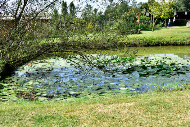 istock water lily in the pond 1180252147