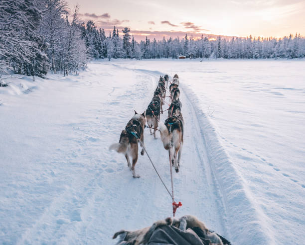 istock Husky dog sledding in Lapland, Finland 1180252208