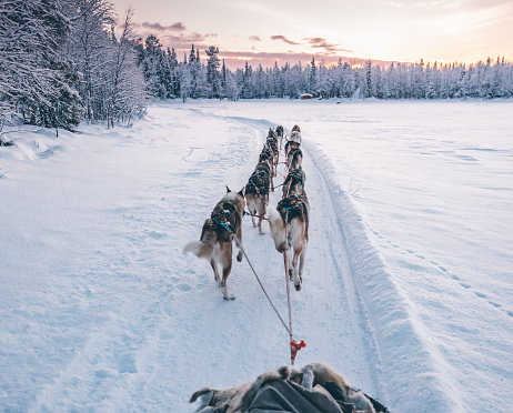 Huskey dogs sledge safari ride at sunset in winter wonderland, Levi, Lapland, Finlad