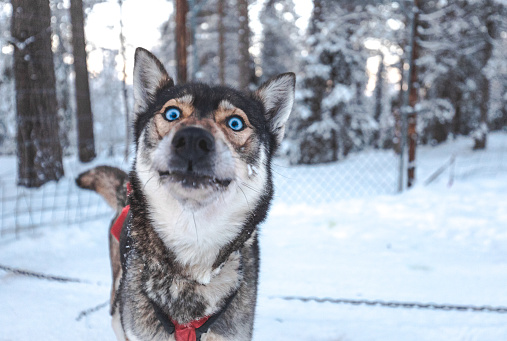 Portrait of a confused face siberian husky sled dog with blue eyes looking at camera in the snow resting outdoors before sled ride