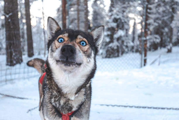Portrait of a Blue eyed husky dog in the snow Portrait of a confused face siberian husky sled dog with blue eyes looking at camera in the snow resting outdoors before sled ride dogsledding stock pictures, royalty-free photos & images