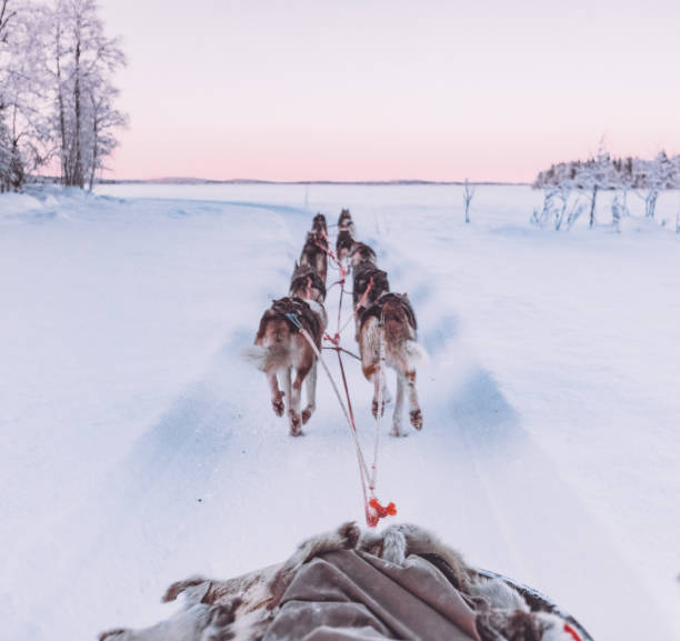 istock Husky dog sledding in Lapland, Finland 1180252301