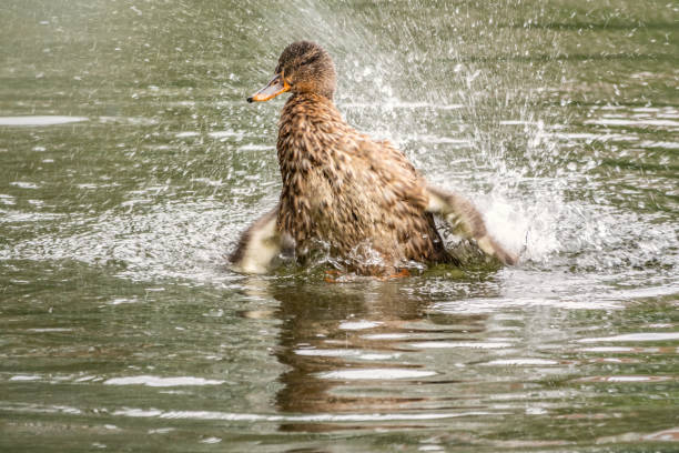 istock The duck landed in the water. 1180252330