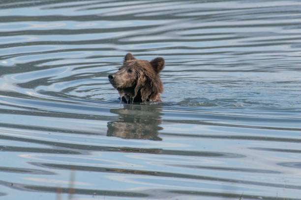 ours brun côtier d'alaska mignon se refermer la natation avec juste la tête et les épaules au-dessus de l'eau le long du rivage de la rivière turquoise. - wading alaska usa fur photos et images de collection