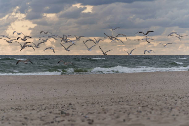 istock sandy autumn beach waves on the sea and clouds on the background 1180254440