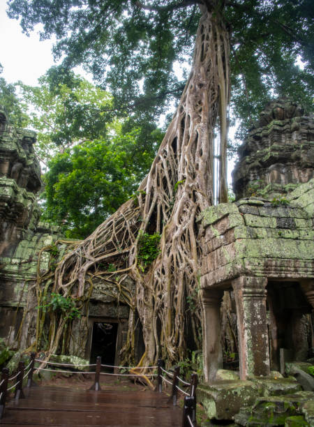 Prohm is the largest temple, it rains in the rainy season. Restorers spared banyan trees with their aerial roots. The preserved symbiosis of stone and wood allows us to see Ta Prohm in this form.(Cambodia, 04.10. 2019). prohm es el templo más grande, llueve en la temporada de lluvias. los restauradores salvaron a los árboles banianos con sus raíces aéreas. la simbiosis preservada de piedra y madera nos permite ver ta prohm en esta forma. (camboya, 04.10. 2019).