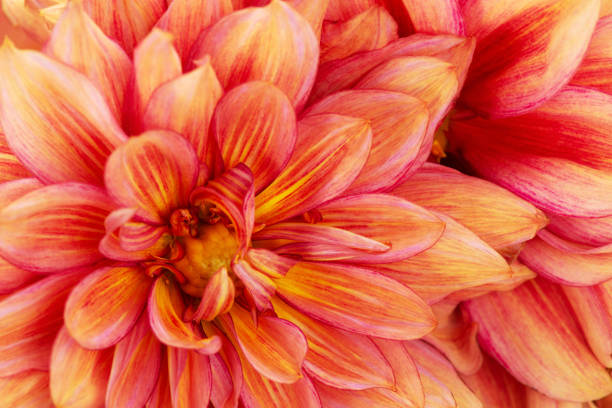 Vibrant red-yellow dahlia flower close-up, floral background