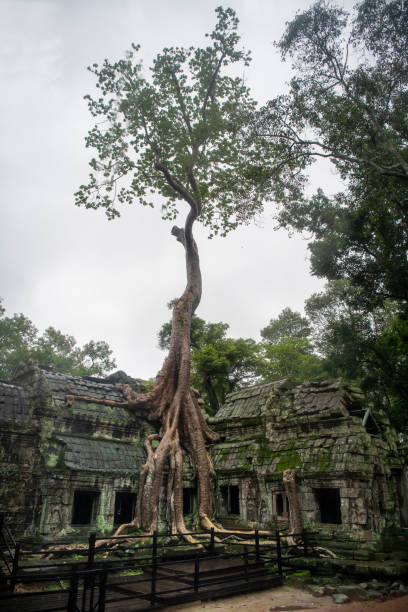 istock Prohm is the largest temple, it rains in the rainy season.  Restorers spared banyan trees with their aerial roots. The preserved symbiosis of stone and wood allows us to see Ta Prohm in this form.(Cambodia, 04.10. 2019). 1180254996