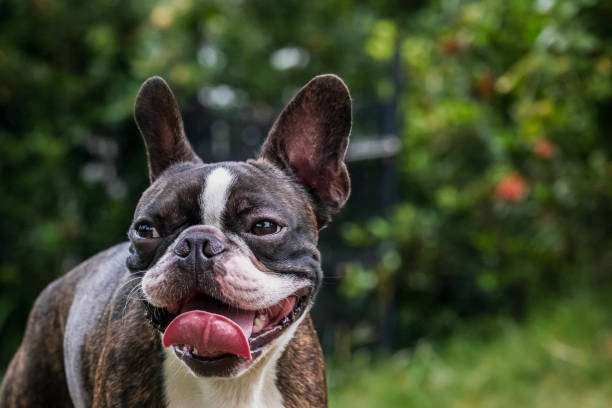 istock Portrait boston terrier pure breed in garden 1180255040