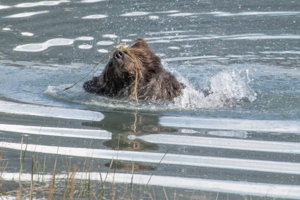 ours brun côtier d'alaska mignon se refermer la natation avec juste la tête et les épaules au-dessus de l'eau le long du rivage de la rivière turquoise. - wading alaska usa fur photos et images de collection