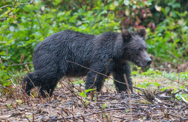 istock Very wet Alaskan coastal Brown bear close up as it heads into thick forest 1180256096