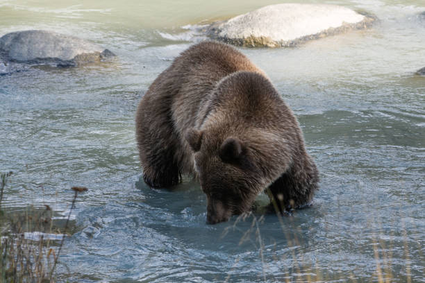 ours brun côtier de l'alaska près d'explorer le long du rivage de la rivière turquoise. - wading alaska usa fur photos et images de collection