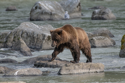 Brown bear close up moving along coast of glacial river. Moving along on rocks for better view of fish in shallow water.