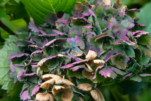 Multi coloured hydrangea flowers in October