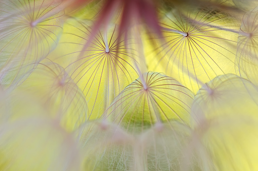 Abstract macro of a dandelion on a yellow background. Beautiful artistic image of a dandelion close-up. Selective soft focus.