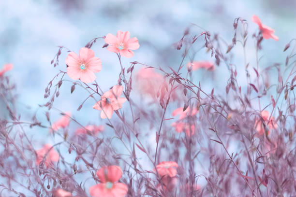 istock Pink flax flowers on toned beautiful blue background outdoors. Delicate art image, beautiful spring floral background. Selective focus. 1180257603