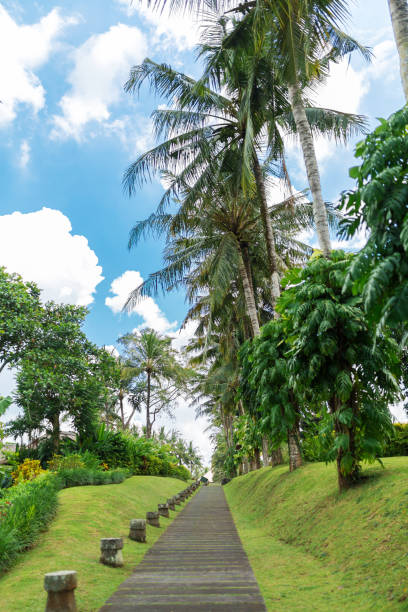 istock footpath in a tropical park. Tall palm trees and green lawn 1180258530