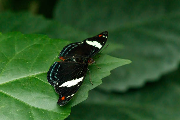 macro beautiful butterfly Papilio aegeus close up