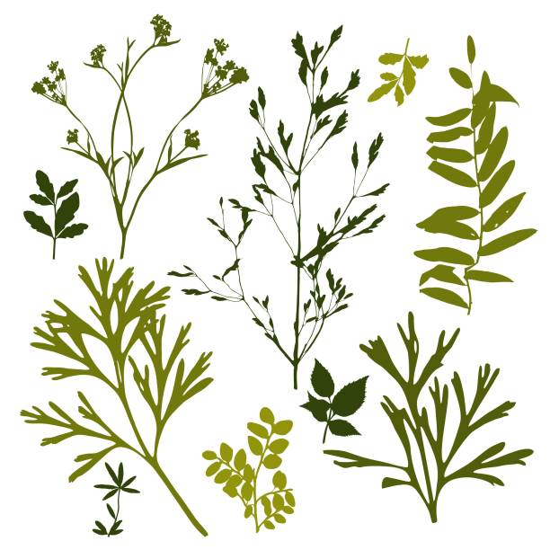 istock Set of silhouettes of botanical elements. Branches with leaves, herbs, wild plants, trees. Garden and forest collection of leaves and grass. Vector illustration on white background 1180258996