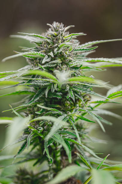 istock Plant the cannabis 1180259023