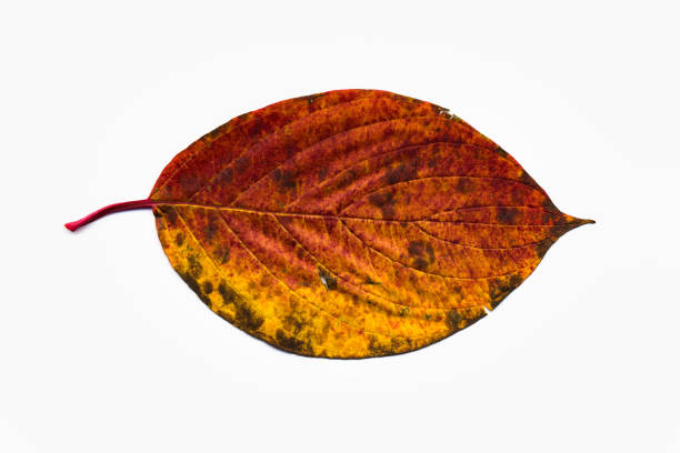 The beauty of the fall colors, a mixture of brown, purple, red, orange and yellow is the result of chemical processes that take place in the tree as the seasons change and the leaves stop their food-making process. The chlorophyll breaks down, the green color disappears, and the yellow to orange colors become visible and give the leaves part of their fall splendor. All these colors are due to the mixing of varying amounts of the chlorophyll residue and other pigments in the leaf during the fall season. The length of this leaf is 14cm over all. Switzerland, 47°11'46.879\