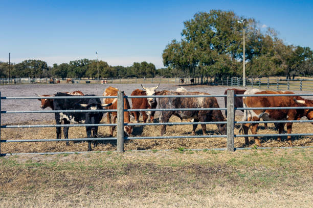 Hanging around in the bull pen waiting for some action on a cattle ranch near Kissimmee Florida stock photo