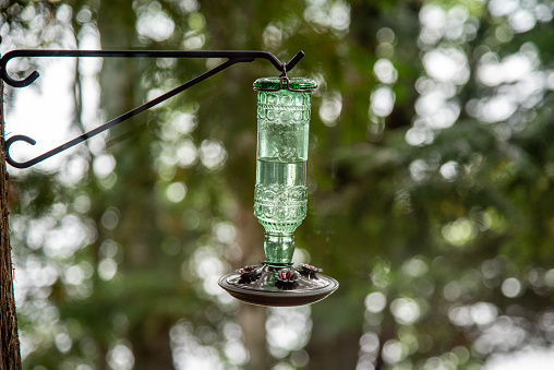 Hummingbird water dispenser hanging from a tree