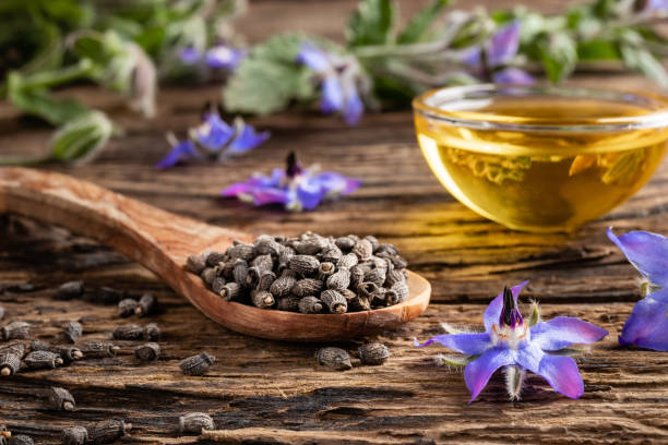 semillas de borage en una cuchara con planta de perforación fresca y aceite en el fondo - borage fotografías e imágenes de stock