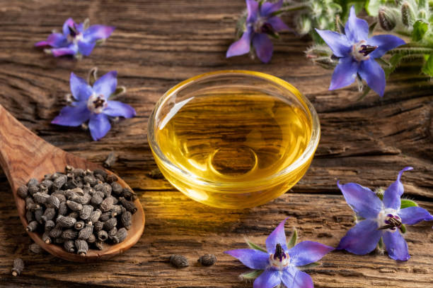 un tazón de aceite de boro, semillas y planta de perforación - borage fotografías e imágenes de stock