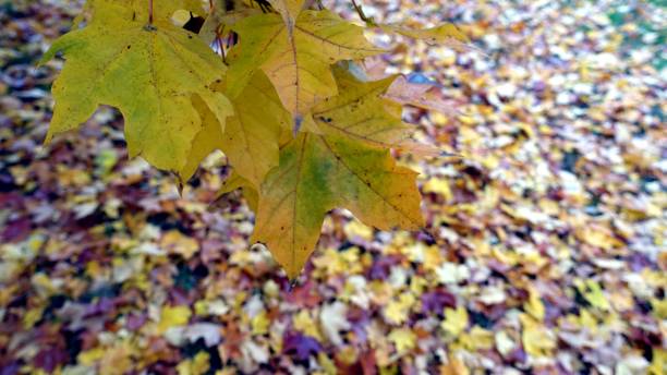 istock Autumn has arrived in the suburbs 1180261462