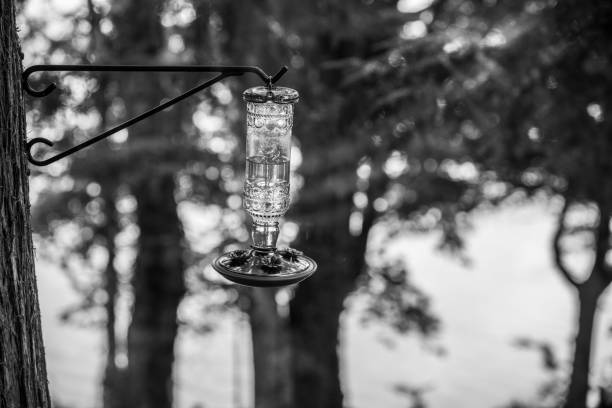 A male White-necked Jacobin, Florisuga mellivora, flying in towards a hummingbird feeder on which a female is already standing. Trinidad.
