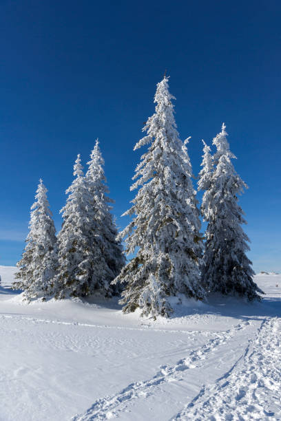 istock Winter Panorama of Vitosha Mountain, Bulgaria 1180262954