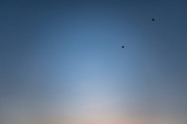 istock Sunrise sky and birds flying in the sky 1180263237