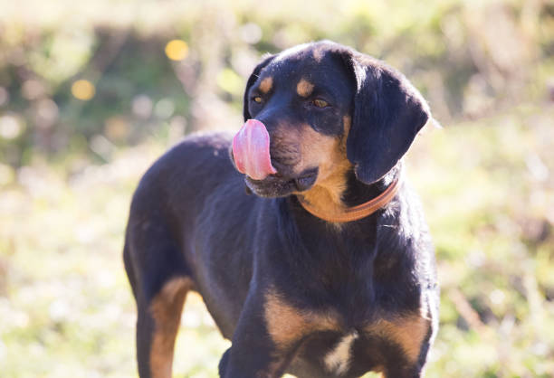 istock Happy adopted black dog on autumn field 1180263360