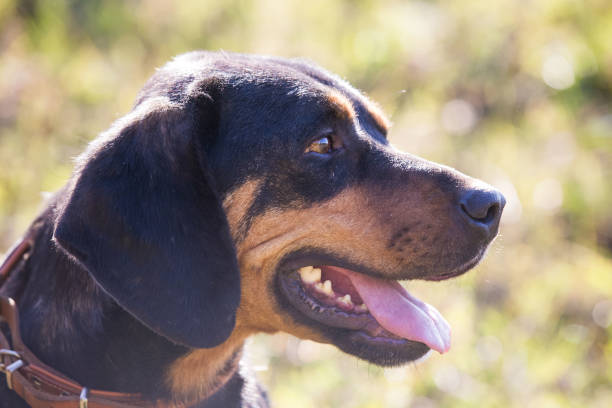 istock Happy adopted black dog on autumn field 1180263379