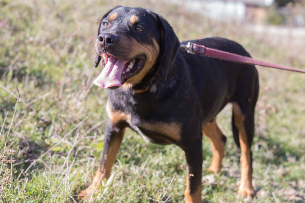 istock Happy adopted black dog on autumn field 1180263398