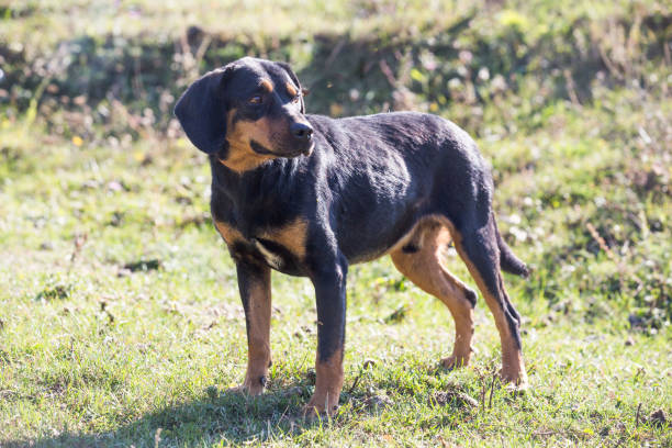 istock Happy adopted black dog on autumn field 1180263399