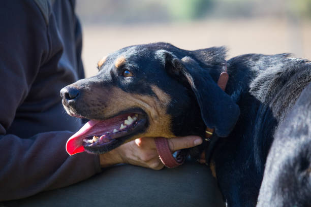 istock Happy adopted black dog on autumn field 1180263423