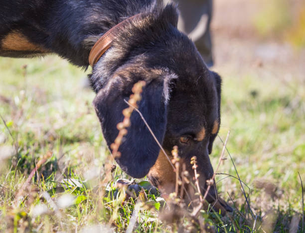 istock Happy adopted black dog on autumn field 1180263475