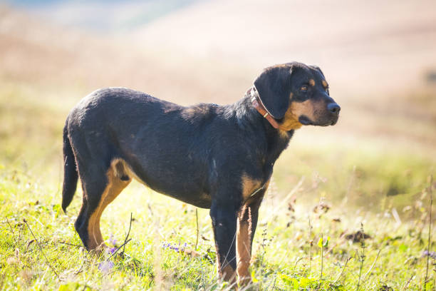 istock Happy adopted black dog on autumn field 1180263568