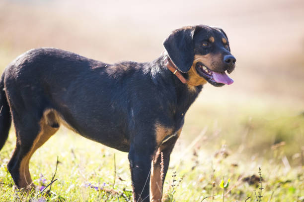 istock Happy adopted black dog on autumn field 1180263598