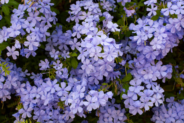 istock Summer blossom of blue plumbago flowers 1180263602
